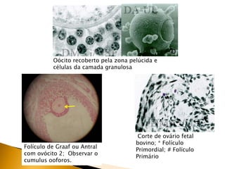 Oócito recoberto pela zona pelúcida e
células da camada granulosa
Folículo de Graaf ou Antral
com ovócito 2; Observar o
cumulus ooforos.
Corte de ovário fetal
bovino; * Folículo
Primordial; # Folículo
Primário
 