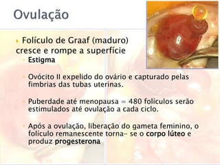  Folículo de Graaf (maduro)
cresce e rompe a superfície
◦ Estigma
◦ Ovócito II expelido do ovário e capturado pelas
fimbrias das tubas uterinas.
◦ Puberdade até menopausa = 480 folículos serão
estimulados até ovulação a cada ciclo.
◦ Após a ovulação, liberação do gameta feminino, o
folículo remanescente torna- se o corpo lúteo e
produz progesterona
 