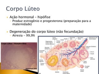  Ação hormonal – hipófise
◦ Produz estrogênio e progesterona (preparação para a
maternidade)
 Degeneração do corpo lúteo (não fecundação)
◦ Atresia – 99,9%
 