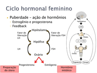  Puberdade – ação de hormônios
◦ Estrogênio e progesterona
◦ Feedback
Hipótalamo
Hipófise
Ovário
Fator de
liberação FSH
FSH
Estrógeno
Fator de
liberação
LH
LH
Progesterona
Hormônio
mitótico
Preparação
do útero
 