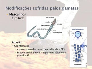  Masculinos
◦ Estrutura:
◦ Atração
 Quimiotaxia
 espermatozóides com zona pelúcida – ZP3
 Espaço perivitelínico – espermatozóide com
proteína G
 