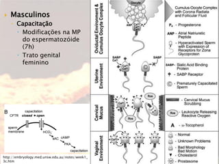  Masculinos
◦ Capacitação
 Modificações na MP
do espermatozóide
(7h)
 Trato genital
feminino
http://embryology.med.unsw.edu.au/notes/week1_
3c.htm
 