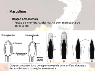  Masculinos
◦ Reação acrossômica
 Fusão da membrana plasmática com membrana do
acrossomo
Diagrama esquemático do espermatozoide de mamífero durante o
desenvolvimento da reação acrossomica.
 
