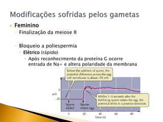  Feminino
◦ Finalização da meiose II
◦ Bloqueio a poliespermia
 Elétrico (rápido)
 Após reconhecimento da proteína G ocorre
entrada de Na+ e altera polaridade da membrana
 