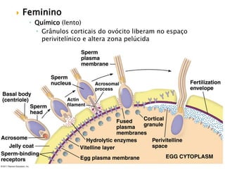  Feminino
 Químico (lento)
 Grânulos corticais do ovócito liberam no espaço
perivitelínico e altera zona pelúcida
 