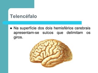 Telencéfalo
 Na superfície dos dois hemisférios cerebrais
apresentam-se sulcos que delimitam os
giros.
 