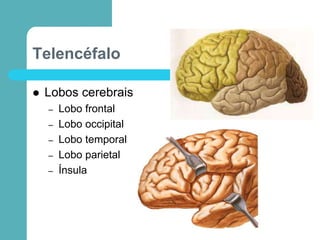 Telencéfalo
 Lobos cerebrais
– Lobo frontal
– Lobo occipital
– Lobo temporal
– Lobo parietal
– Ínsula
 