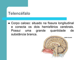 Telencéfalo
 Corpo caloso: situado na fissura longitudinal
e conecta os dois hemisférios cerebrais.
Possui uma grande quantidade de
substância branca.
 