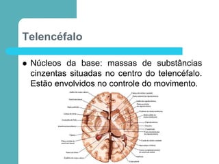 Telencéfalo
 Núcleos da base: massas de substâncias
cinzentas situadas no centro do telencéfalo.
Estão envolvidos no controle do movimento.
 