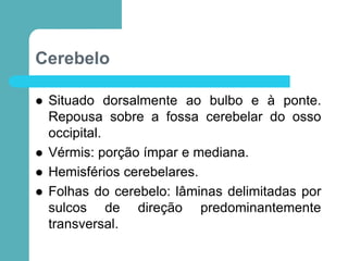 Cerebelo
 Situado dorsalmente ao bulbo e à ponte.
Repousa sobre a fossa cerebelar do osso
occipital.
 Vérmis: porção ímpar e mediana.
 Hemisférios cerebelares.
 Folhas do cerebelo: lâminas delimitadas por
sulcos de direção predominantemente
transversal.
 