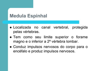 Medula Espinhal
 Localizada no canal vertebral, protegida
pelas vértebras.
 Tem como seu limite superior o forame
magno e o inferior a 2ª vértebra lombar.
 Conduz impulsos nervosos do corpo para o
encéfalo e produz impulsos nervosos.
 