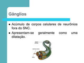 Gânglios
 Acúmulo de corpos celulares de neurônios
fora do SNC.
 Apresentam-se geralmente como uma
dilatação.
 