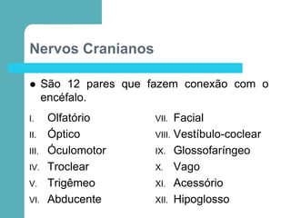 Nervos Cranianos
I. Olfatório
II. Óptico
III. Óculomotor
IV. Troclear
V. Trigêmeo
VI. Abducente
VII. Facial
VIII. Vestíbulo-coclear
IX. Glossofaríngeo
X. Vago
XI. Acessório
XII. Hipoglosso
 São 12 pares que fazem conexão com o
encéfalo.
 