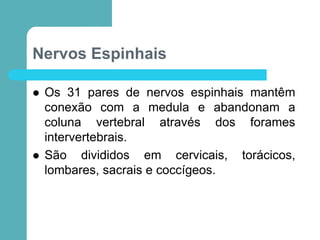Nervos Espinhais
 Os 31 pares de nervos espinhais mantêm
conexão com a medula e abandonam a
coluna vertebral através dos forames
intervertebrais.
 São divididos em cervicais, torácicos,
lombares, sacrais e coccígeos.
 