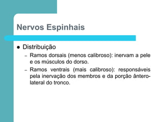 Nervos Espinhais
 Distribuição
– Ramos dorsais (menos calibroso): inervam a pele
e os músculos do dorso.
– Ramos ventrais (mais calibroso): responsáveis
pela inervação dos membros e da porção ântero-
lateral do tronco.
 