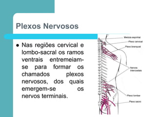 Plexos Nervosos
 Nas regiões cervical e
lombo-sacral os ramos
ventrais entremeiam-
se para formar os
chamados plexos
nervosos, dos quais
emergem-se os
nervos terminais.
 