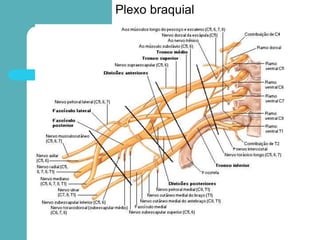 Plexo braquial
 