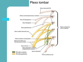 Plexo lombar
 