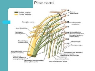 Plexo sacral
 