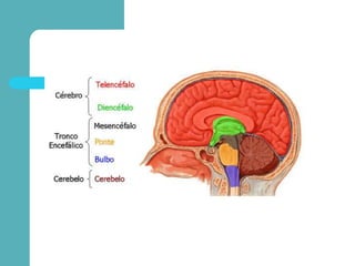 Telencéfalo
 Corpo caloso: situado na fissura longitudinal
e conecta os dois hemisférios cerebrais.
Possui uma grande qua...