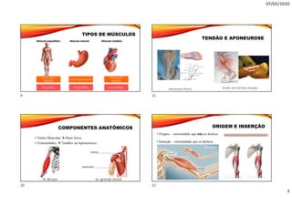 07/05/2020
3
TIPOS DE MÚSCULOS
Voluntário Involuntário Involuntário
Contração
Rápida
Contração Lenta
Contração
Rápida
COMPONENTES ANATÔMICOS
• Ventre Muscular  Parte Ativa
• Extremidades  Tendões ou Aponeuroses.
M. Bíceps M. grande dorsal
TENDÃO E APONEUROSE
Aponeurose Plantar Tendão de Calcâneo (Aquiles)
ORIGEM E INSERÇÃO
• Origem – extremidade que não se desloca
• Inserção - extremidade que se desloca
https://www.youtube.com/watch?v=loF8OZMyYb0
9
10
11
12
 