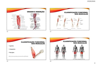 07/05/2020
4
ORIGEM E INSERÇÃO
CLASSIFICAÇÃO FUNCIONAL
DOS MÚSCULOS
• Agonista
• Antagonista
• Sinergista
https://www.youtube.com/watch?v=SpFIfHx5ySI
CLASSIFICAÇÃO FUNCIONAL
DOS MÚSCULOS
CLASSIFICAÇÃO FUNCIONAL
DOS MÚSCULOS
• M. Adutores e Abdutores da Coxa • M. Flexores e Extensores da Coxa
13
14
15
16
 