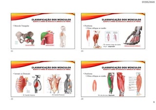 07/05/2020
6
CLASSIFICAÇÃO DOS MÚSCULOS
QUANTO À FORMA DO MUSCULO E ARRANJO AS FIBRAS.
• Musculo Triangular
CLASSIFICAÇÃO DOS MÚSCULOS
QUANTO À FORMA DO MUSCULO E ARRANJO AS FIBRAS.
• Serrado ou Denteado
 M. Serrátil Posterior M. Serrátil Anterior
CLASSIFICAÇÃO DOS MÚSCULOS
QUANTO À FORMA DO MUSCULO E ARRANJO AS FIBRAS.
• Peniforme
• Fibras oblíquas ao tendão
 M. extensor longo dos dedos
do pé - unipenado
CLASSIFICAÇÃO DOS MÚSCULOS
QUANTO À FORMA DO MUSCULO E ARRANJO AS FIBRAS.
• Peniforme
• Fibras oblíquas ao tendão
 M. reto da coxa- bipenado
21
22
23
24
 