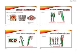 07/05/2020
7
CLASSIFICAÇÃO DOS MÚSCULOS
QUANTO À FORMA DO MUSCULO E ARRANJO AS FIBRAS.
• Músculo Orbicular/Esfinctérico (Circular)
 M. orbicular ocular  M. orbicular bucal  M. Esfíncter Anal
Externo
CLASSIFICAÇÃO DOS MÚSCULOS
QUANTO A ORIGEM
• Bíceps
CLASSIFICAÇÃO DOS MÚSCULOS
QUANTO A ORIGEM
• Tríceps
CLASSIFICAÇÃO DOS MÚSCULOS
QUANTO A ORIGEM
• Quadríceps
25
26
27
28
 