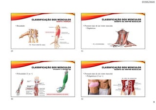 07/05/2020
8
CLASSIFICAÇÃO DOS MÚSCULOS
QUANTO A INSERÇÃO
• Bicaudado
 M. Flexor radial do carpo.
CLASSIFICAÇÃO DOS MÚSCULOS
QUANTO A INSERÇÃO
• Policaudado (3 ou +)
CLASSIFICAÇÃO DOS MÚSCULOS
QUANTO AO VENTRE MUSCULAR
• Possuem mais de um ventre muscular
• Digástricos
 M. omohioideo
CLASSIFICAÇÃO DOS MÚSCULOS
QUANTO AO VENTRE MUSCULAR
• Possuem mais de um ventre muscular
• Poligástricos (3 ou +)
 M. reto do abdome
29
30
31
32
 