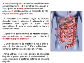 5. Intestino delgado: Apresenta comprimento de
aproximadamente 4,5 a 6 metros, onde ocorre a
maior parte da absorção dos nutrientes do
alimento. O intestino delgado é composto de três
seções: duodeno, jejuno e íleo.
- O duodeno é a primeira seção do intestino
delgado, onde o alimento é misturado à bile
produzida pelo fígado e outros sucos
pancreáticos. É onde a maior parte de ferro e
cálcio é absorvida.
- O jejuno é a parte do meio do intestino delgado,
que se estende do duodeno até o íleo e é
responsável pela digestão.
- O último segmento do intestino, o íleo, é onde a
absorção das vitaminas A, D, E e K solúveis em
gordura e outros nutrientes são absorvidos.
- Uma válvula (íleo-cecal) separa os intestinos
delgado e grosso, para evitar que o conteúdo do
cólon misturado a bactérias retorne ao intestino
delgado.
 