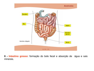 6 - Intestino grosso: formação do bolo fecal e absorção de água e sais
minerais.
 