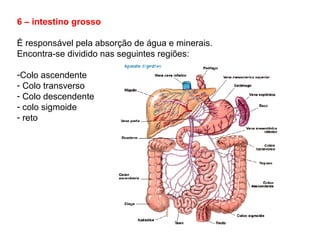 6 – intestino grosso
É responsável pela absorção de água e minerais.
Encontra-se dividido nas seguintes regiões:
-Colo ascendente
- Colo transverso
- Colo descendente
- colo sigmoide
- reto
 