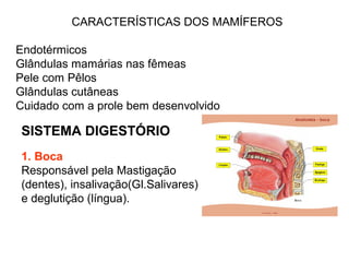 CARACTERÍSTICAS DOS MAMÍFEROS
Endotérmicos
Glândulas mamárias nas fêmeas
Pele com Pêlos
Glândulas cutâneas
Cuidado com a prole bem desenvolvido
SISTEMA DIGESTÓRIO
1. Boca
Responsável pela Mastigação
(dentes), insalivação(Gl.Salivares)
e deglutição (língua).
 