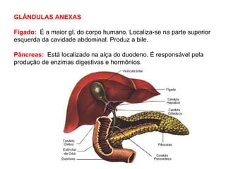 GLÂNDULAS ANEXAS
Fígado: É a maior gl. do corpo humano. Localiza-se na parte superior
esquerda da cavidade abdominal. Produz a bile.
Pâncreas: Está localizado na alça do duodeno. É responsável pela
produção de enzimas digestivas e hormônios.
 