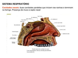 SISTEMA RESPIRATÓRIO
Cavidades nasais: duas cavidades paralelas que iniciam nas narinas e terminam
na faringe. Presença de muco e septo nasal
 