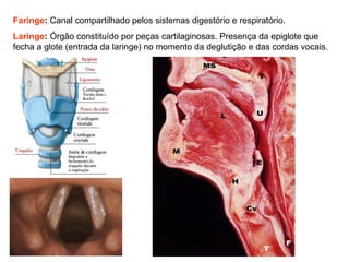Faringe: Canal compartilhado pelos sistemas digestório e respiratório.
Laringe: Órgão constituído por peças cartilaginosas. Presença da epiglote que
fecha a glote (entrada da laringe) no momento da deglutição e das cordas vocais.
 