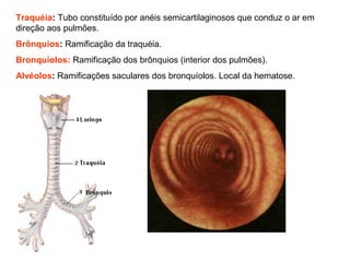 Traquéia: Tubo constituído por anéis semicartilaginosos que conduz o ar em
direção aos pulmões.
Brônquios: Ramificação da traquéia.
Bronquíolos: Ramificação dos brônquios (interior dos pulmões).
Alvéolos: Ramificações saculares dos bronquíolos. Local da hematose.
 