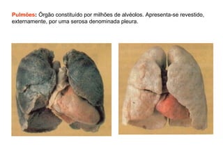 Pulmões: Órgão constituído por milhões de alvéolos. Apresenta-se revestido,
externamente, por uma serosa denominada pleura.
 
