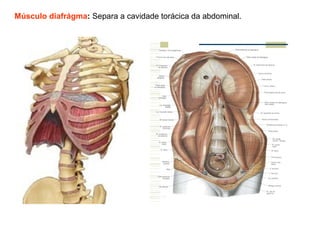 Músculo diafrágma: Separa a cavidade torácica da abdominal.
 