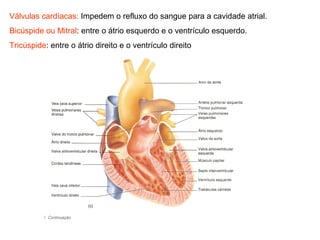 Válvulas cardíacas: Impedem o refluxo do sangue para a cavidade atrial.
Bicúspide ou Mitral: entre o átrio esquerdo e o ventrículo esquerdo.
Tricúspide: entre o átrio direito e o ventrículo direito
 