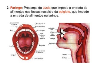 2. Faringe: Presença da úvula que impede a entrada de
alimentos nas fossas nasais e da epiglote, que impede
a entrada de alimentos na laringe.
 