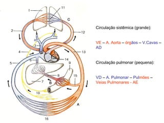 Circulação sistêmica (grande):
VE – A. Aorta – órgãos – V.Cavas –
AD
Circulação pulmonar (pequena):
VD – A. Pulmonar – Pulmões –
Veias Pulmonares - AE
 