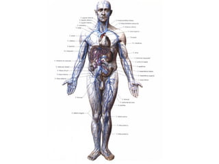 Aula 13 Mamíferos Eutérios 1