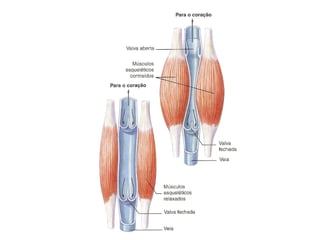 Aula 13 Mamíferos Eutérios 1