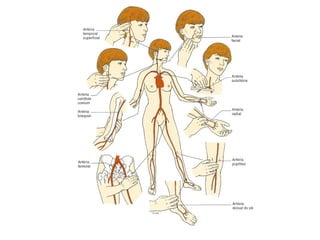 Aula 13 Mamíferos Eutérios 1