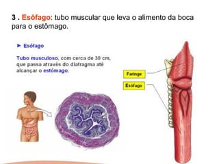 3 . Esôfago: tubo muscular que leva o alimento da boca
para o estômago.
 