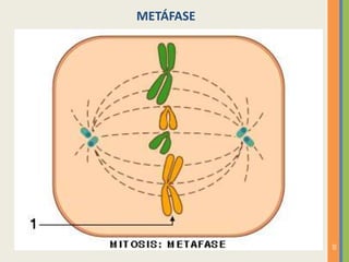 METÁFASE

20

 