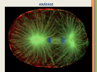 ANÁFASE

25

 