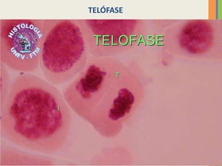 TELÓFASE

27

 