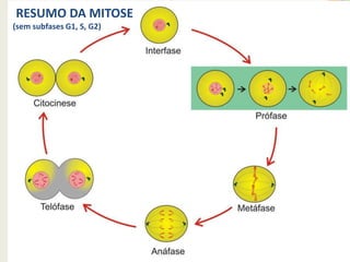 RESUMO DA MITOSE
(sem subfases G1, S, G2)

28

 